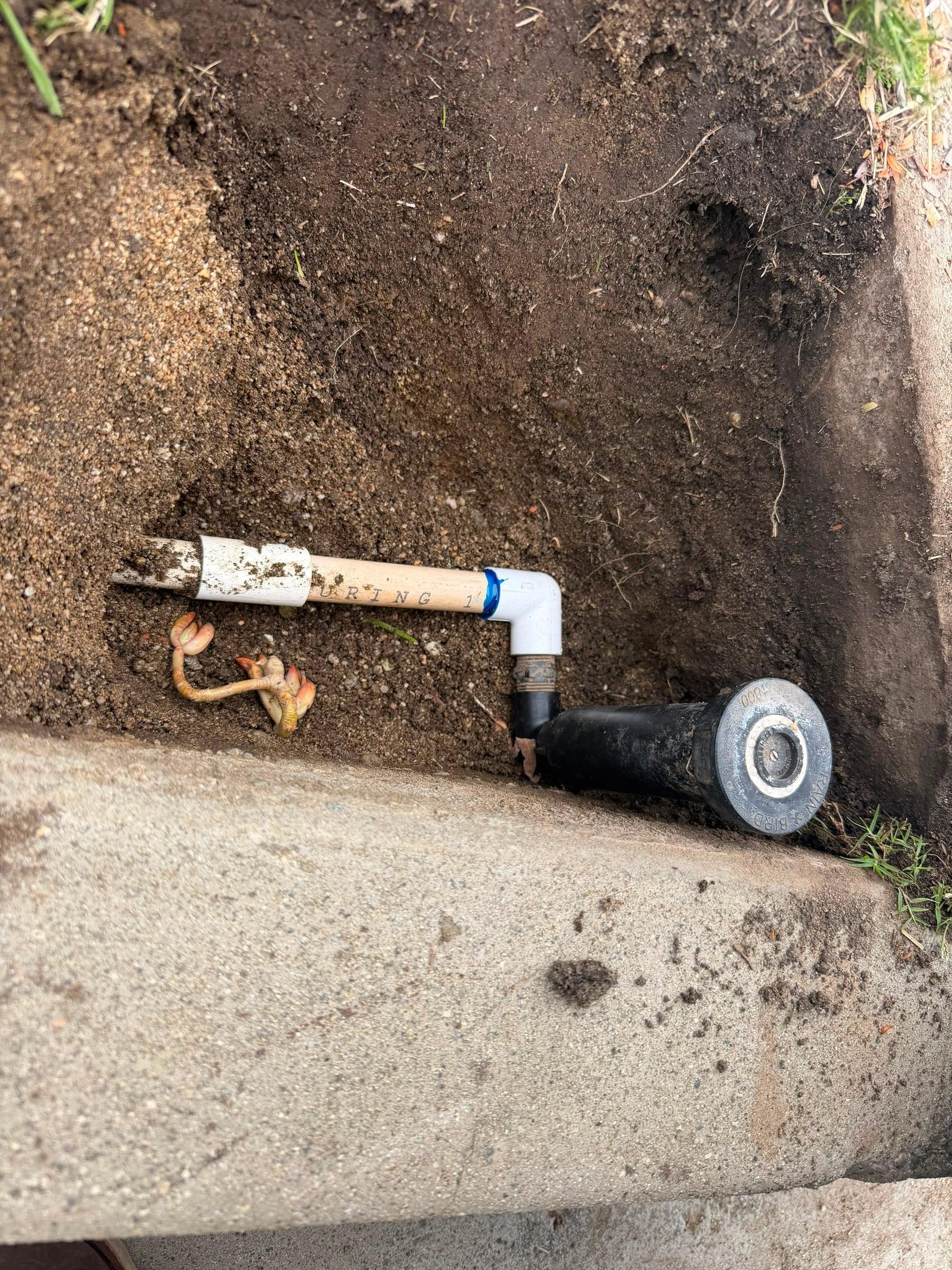New PVC riser connecting a sprinkler head along a walkway