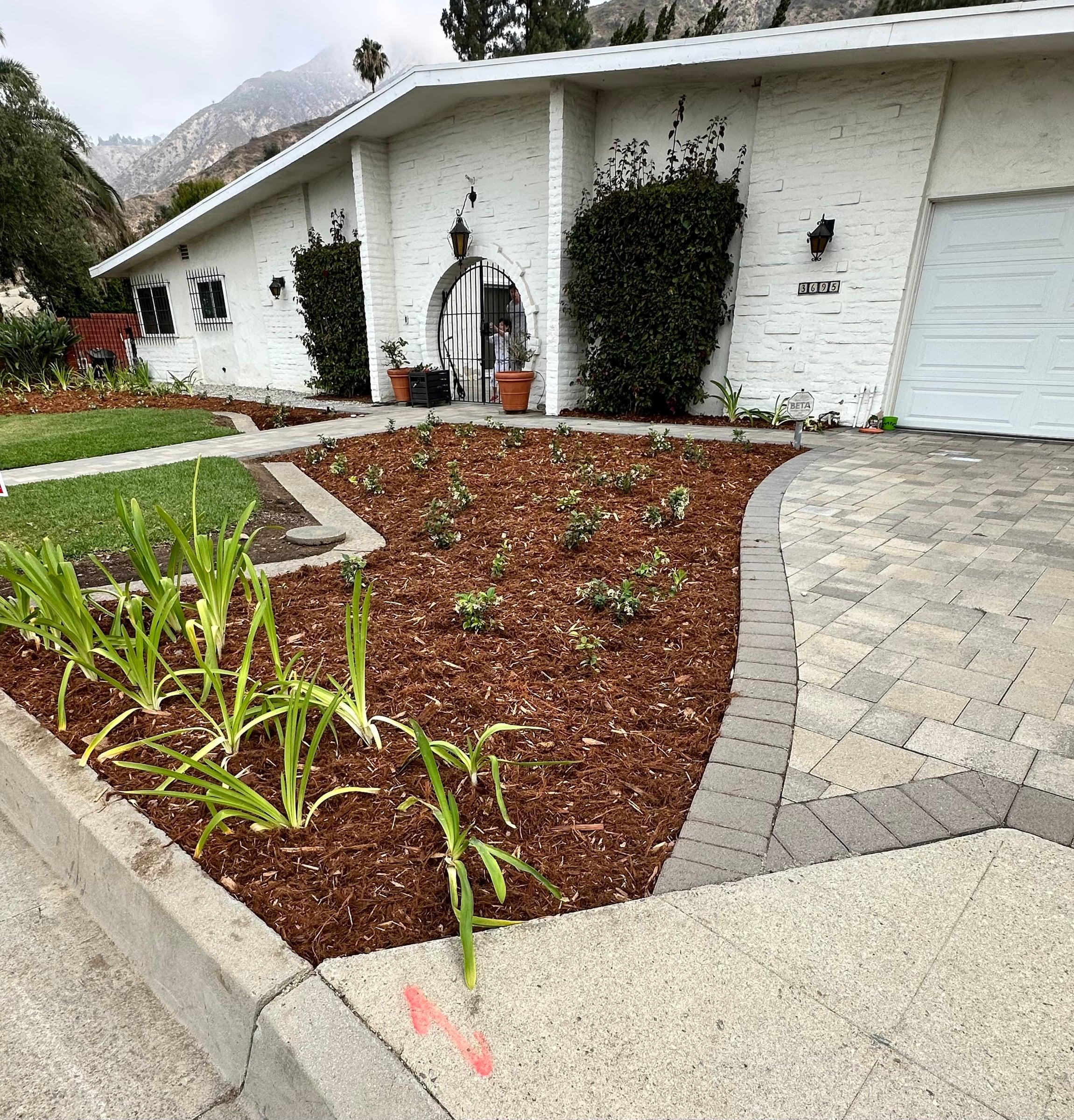 Front yard planting bed with new shrubs beside a paver driveway