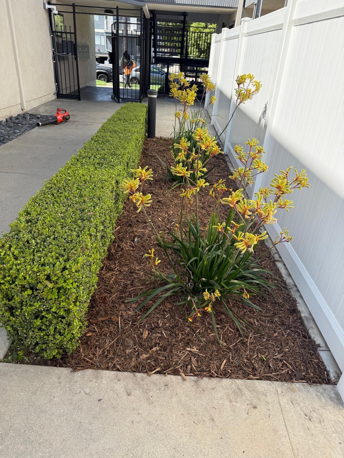 Hedge and mulch bed with kangaroo paw flowers along a walkway
