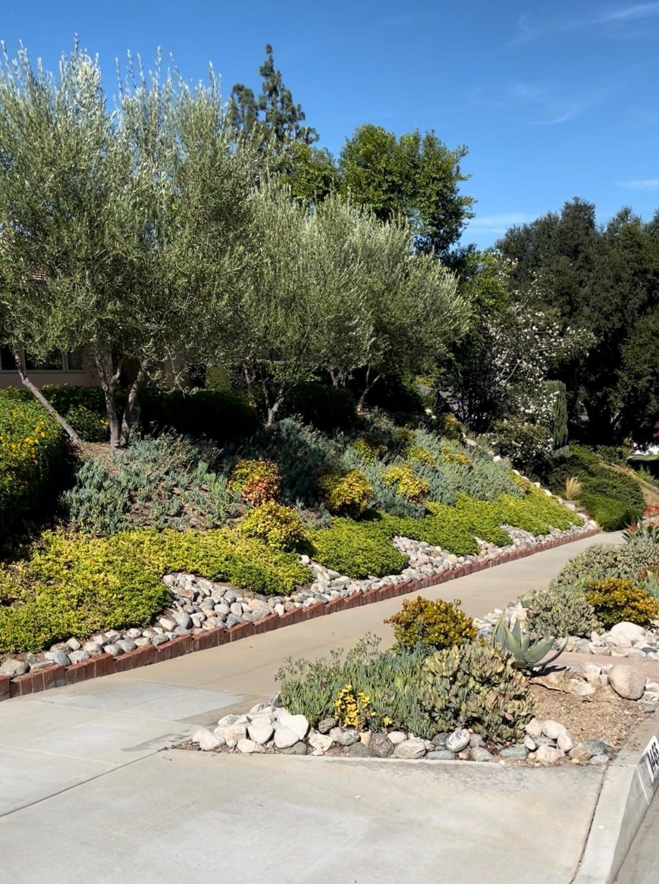 Hillside slope with layered drought-tolerant groundcover