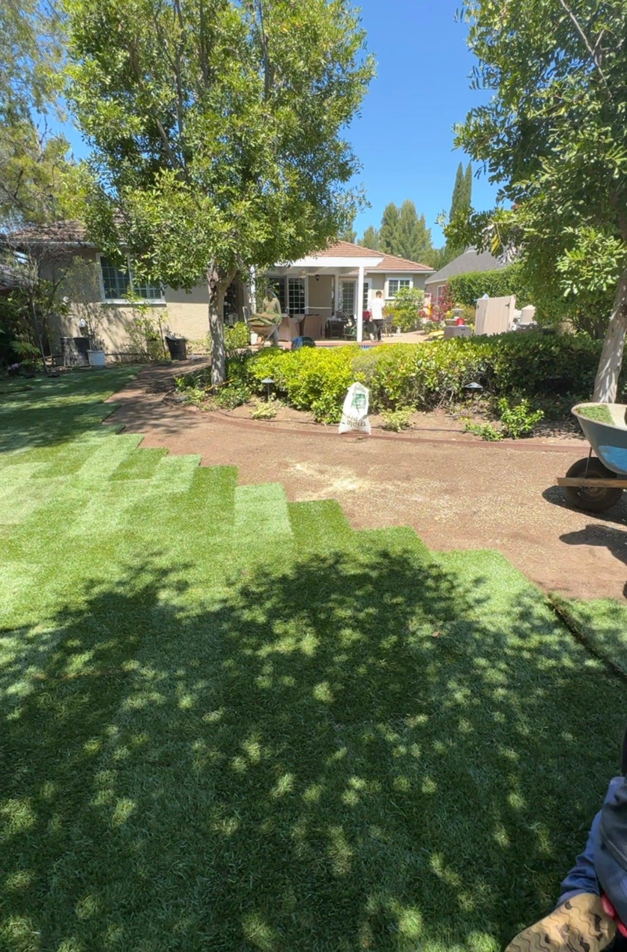 New sod strips being laid in a backyard