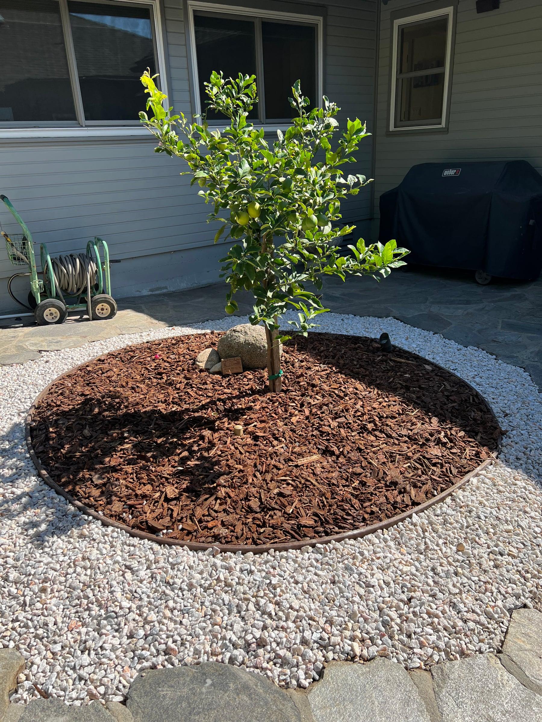 Circular mulch tree ring around a young citrus tree