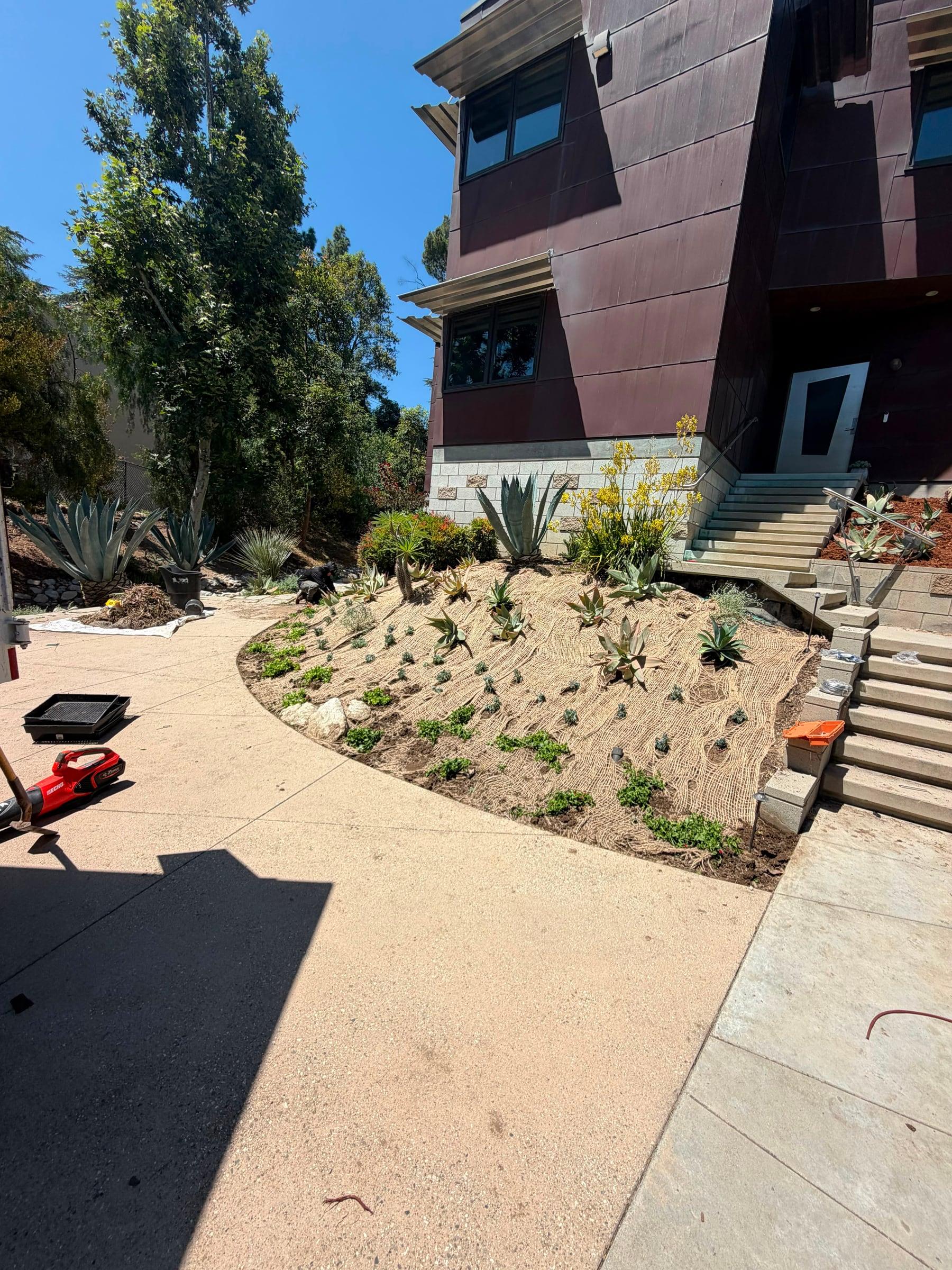 Hillside slope planted with agave beside a concrete driveway