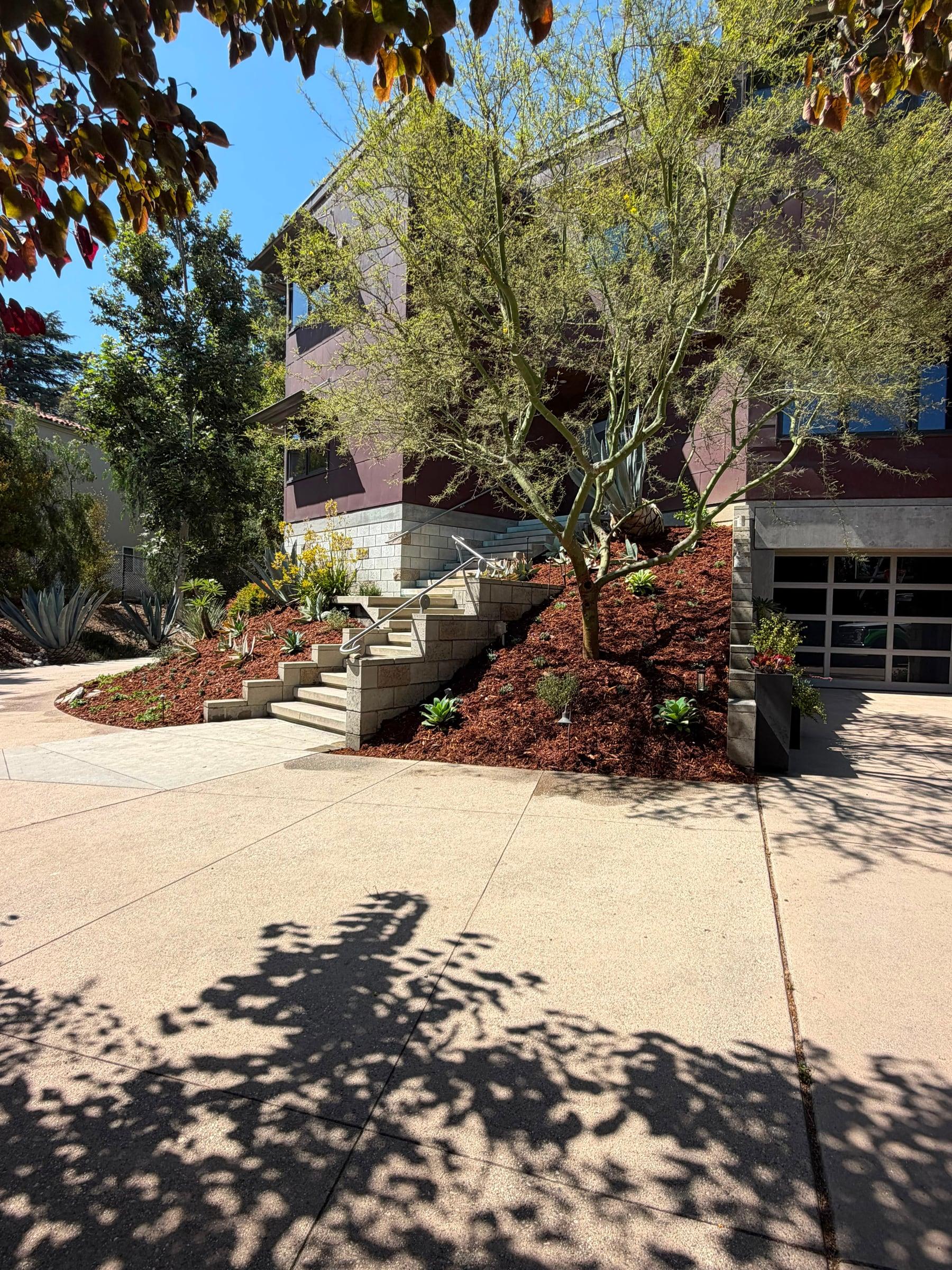 Hillside terraced planting with agave and a palo verde tree