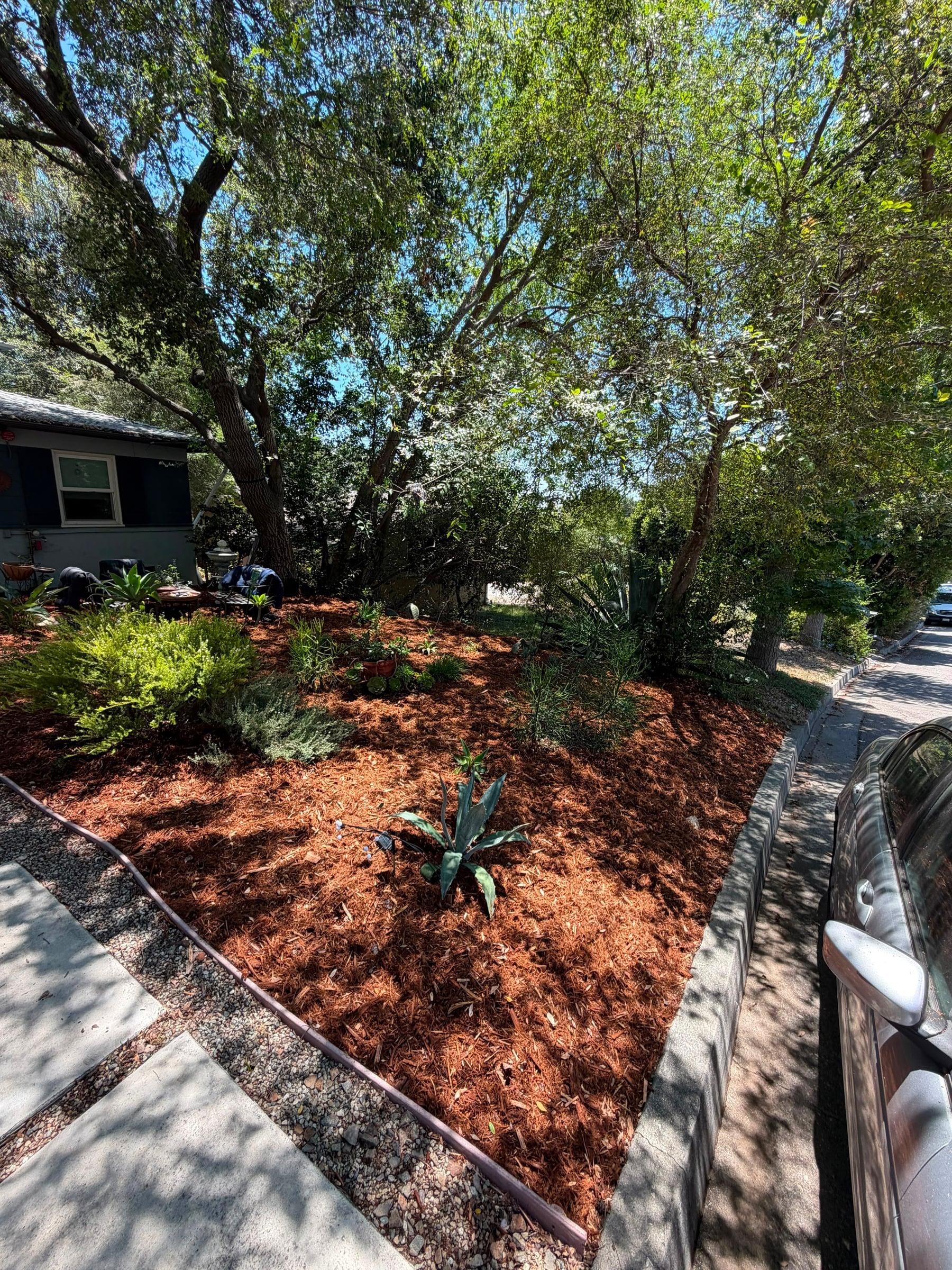 Fresh red bark mulch bed with agave under shade trees