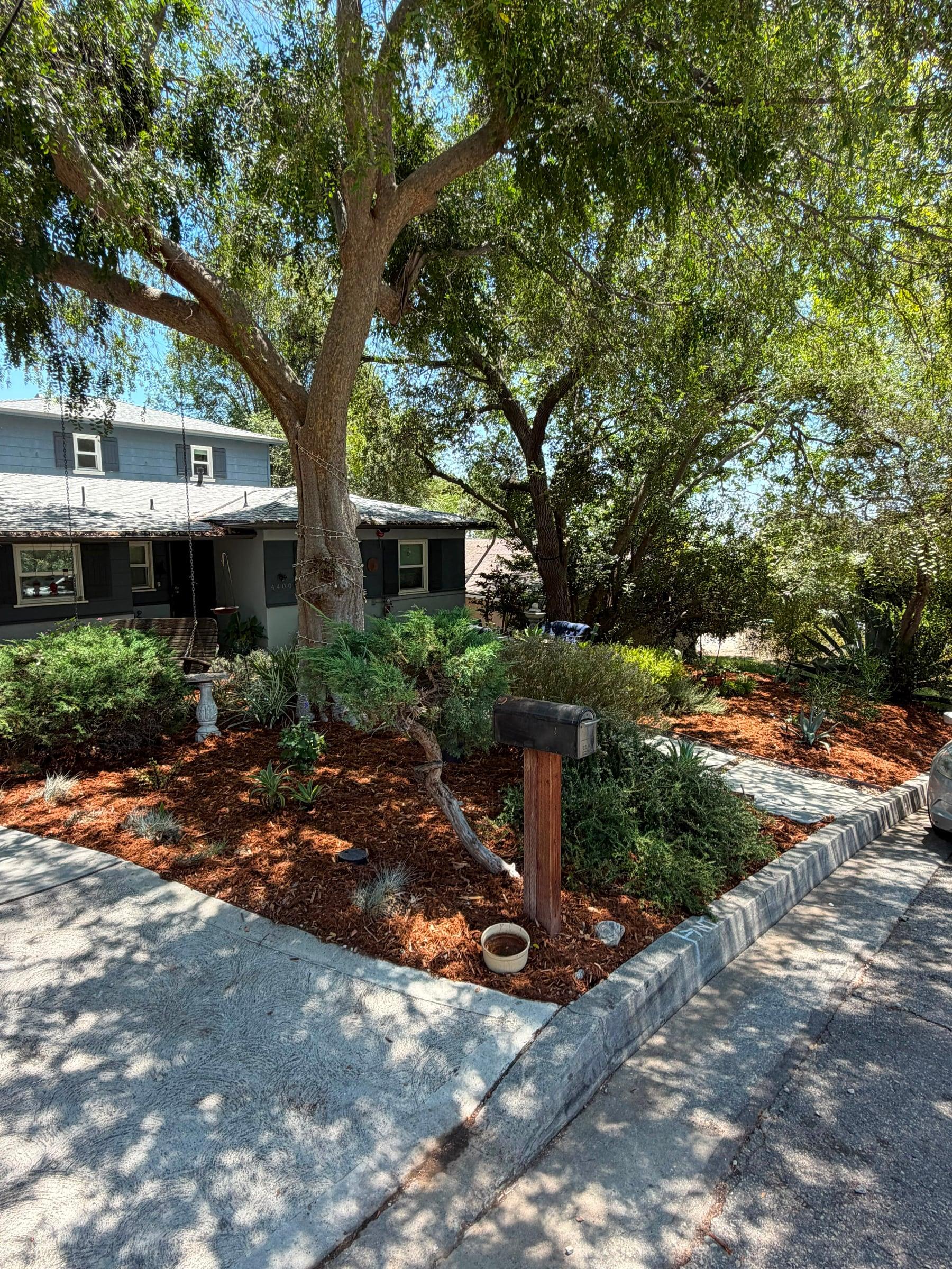 Red mulch bed under a mature shade tree near the curb