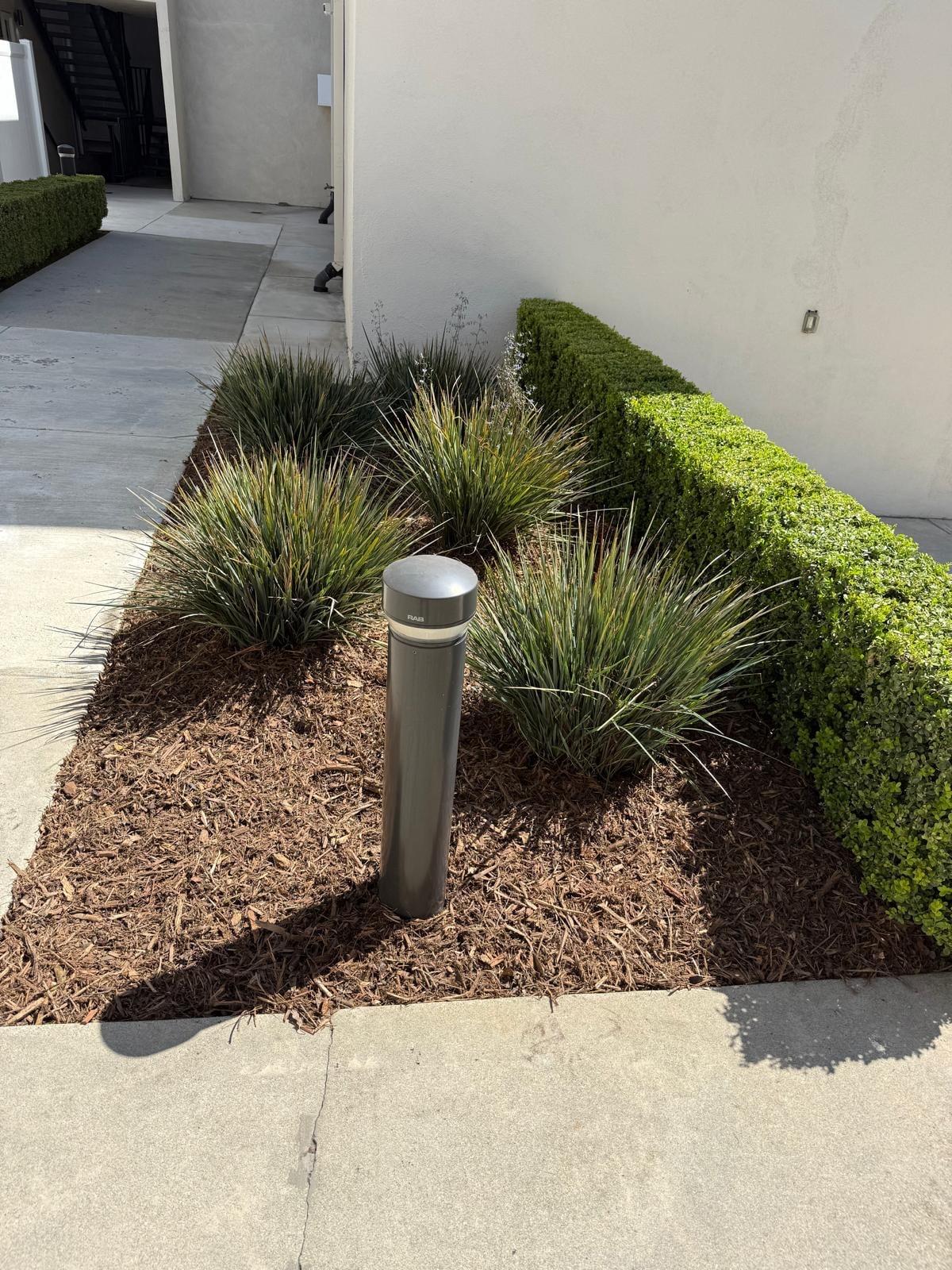 Trimmed boxwood hedge and ornamental grasses in a mulch bed