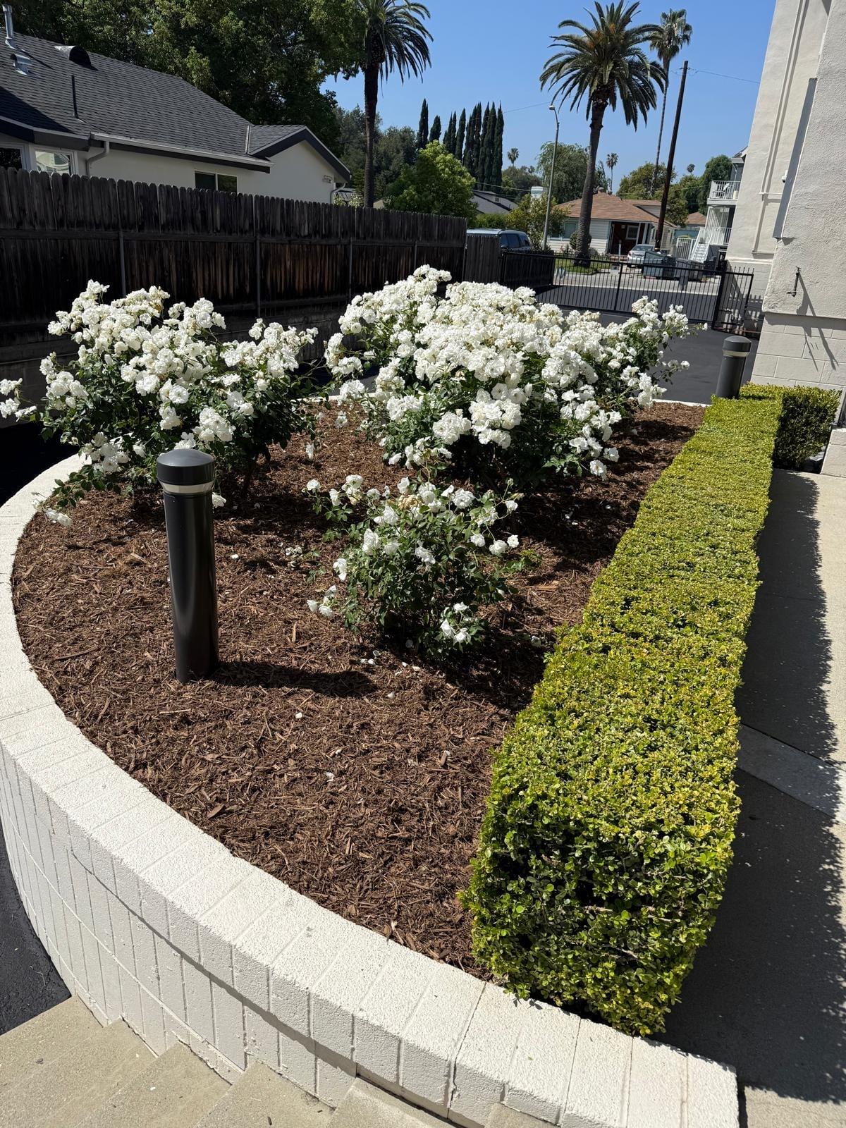 Raised planter with trimmed rose bushes and boxwood hedge