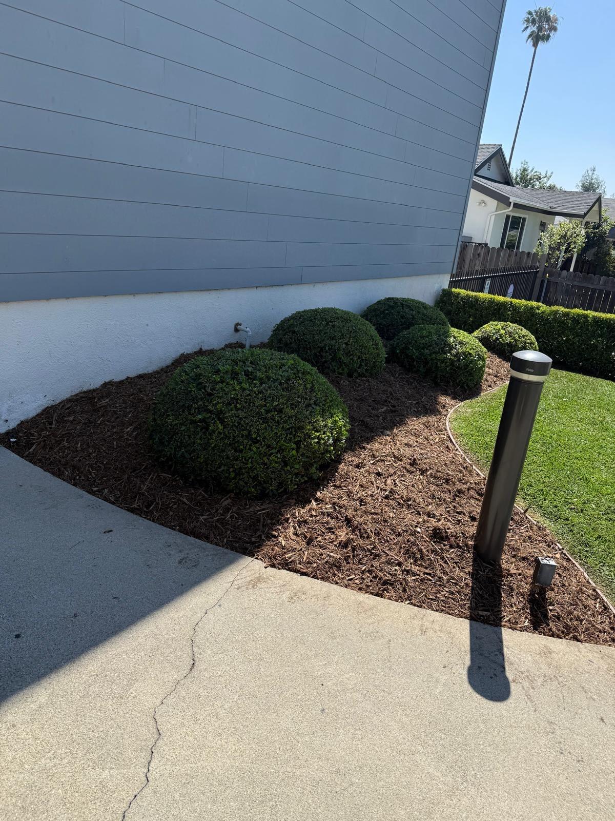 Rounded boxwood shrubs in a fresh mulch bed along the house