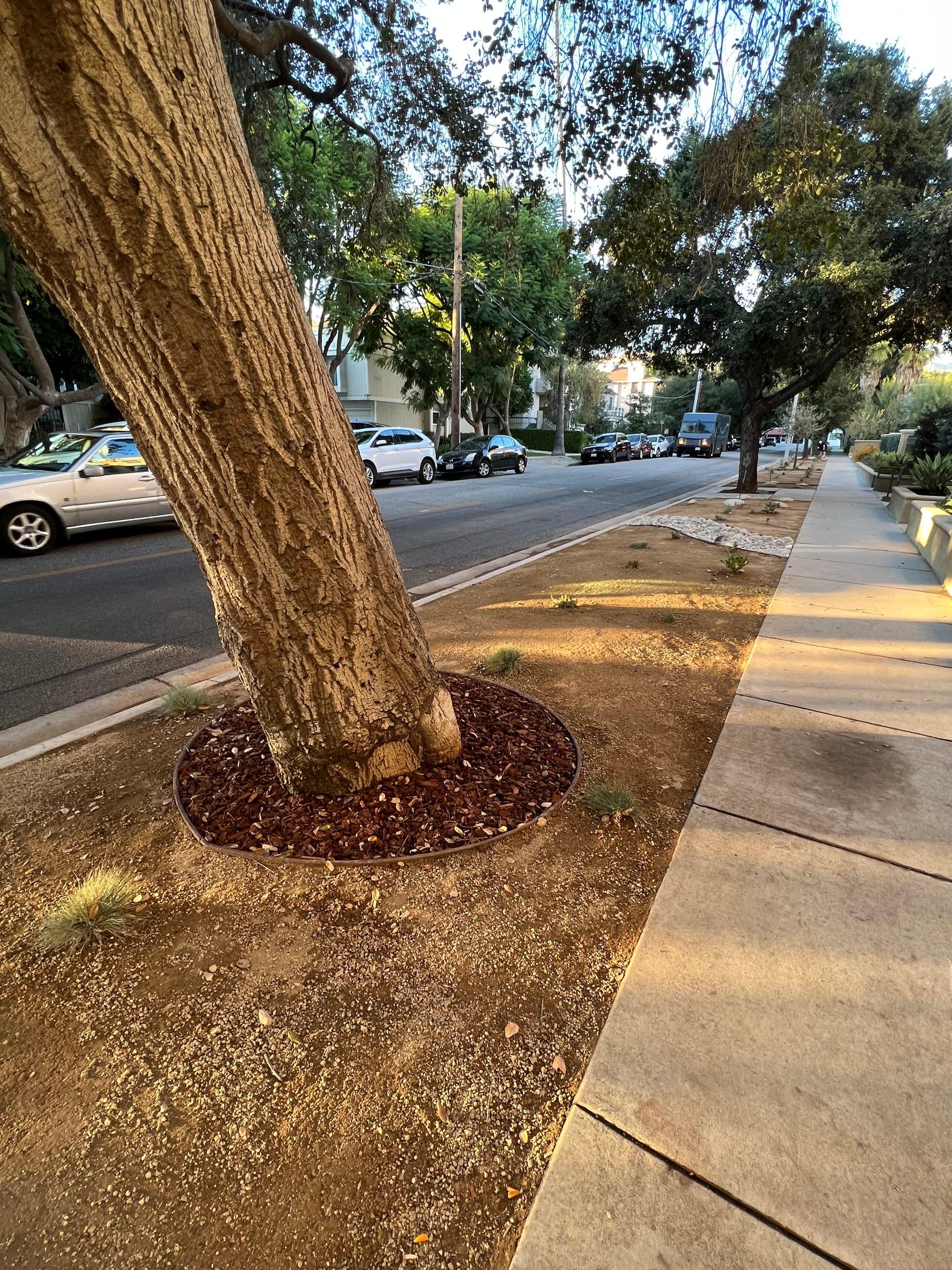 Mulched tree ring along a street parkway strip
