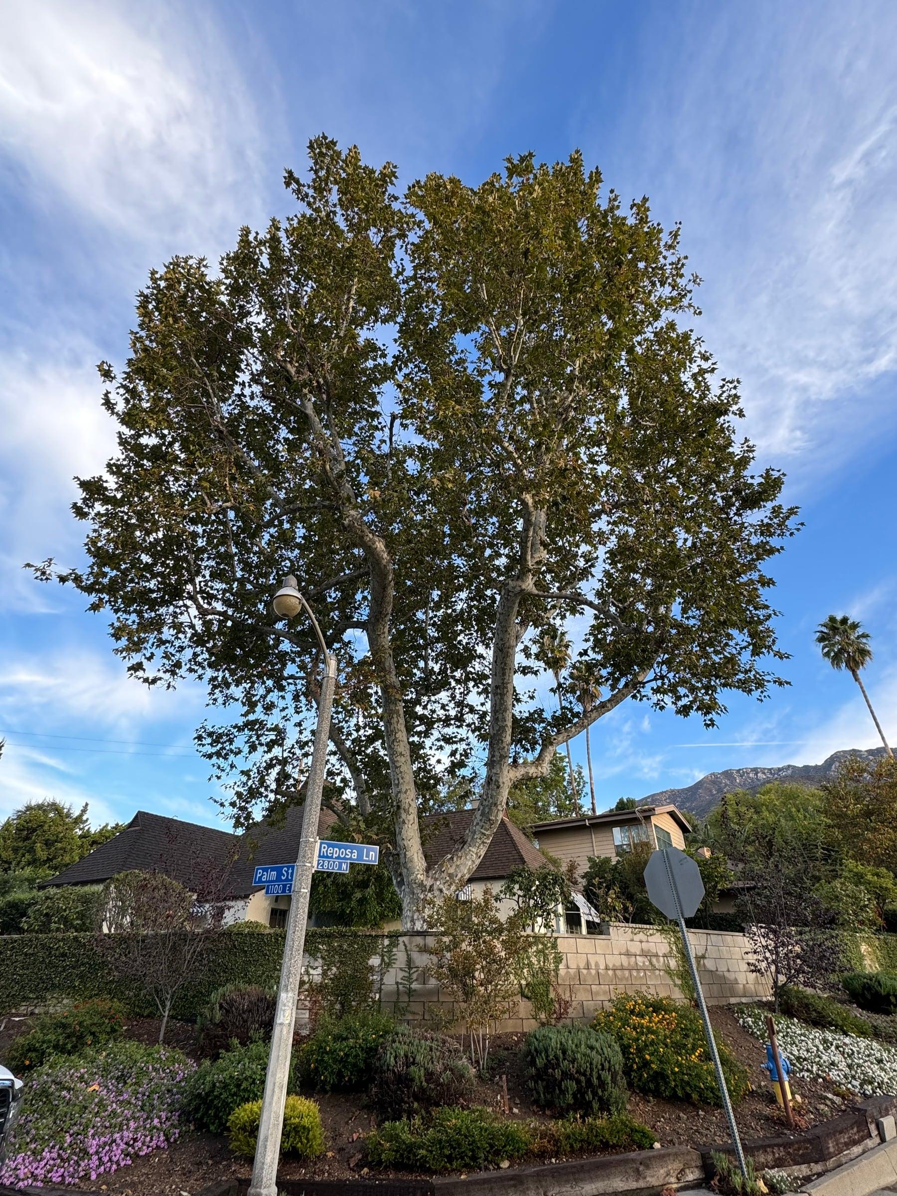 Large sycamore tree with a raised, shaped canopy