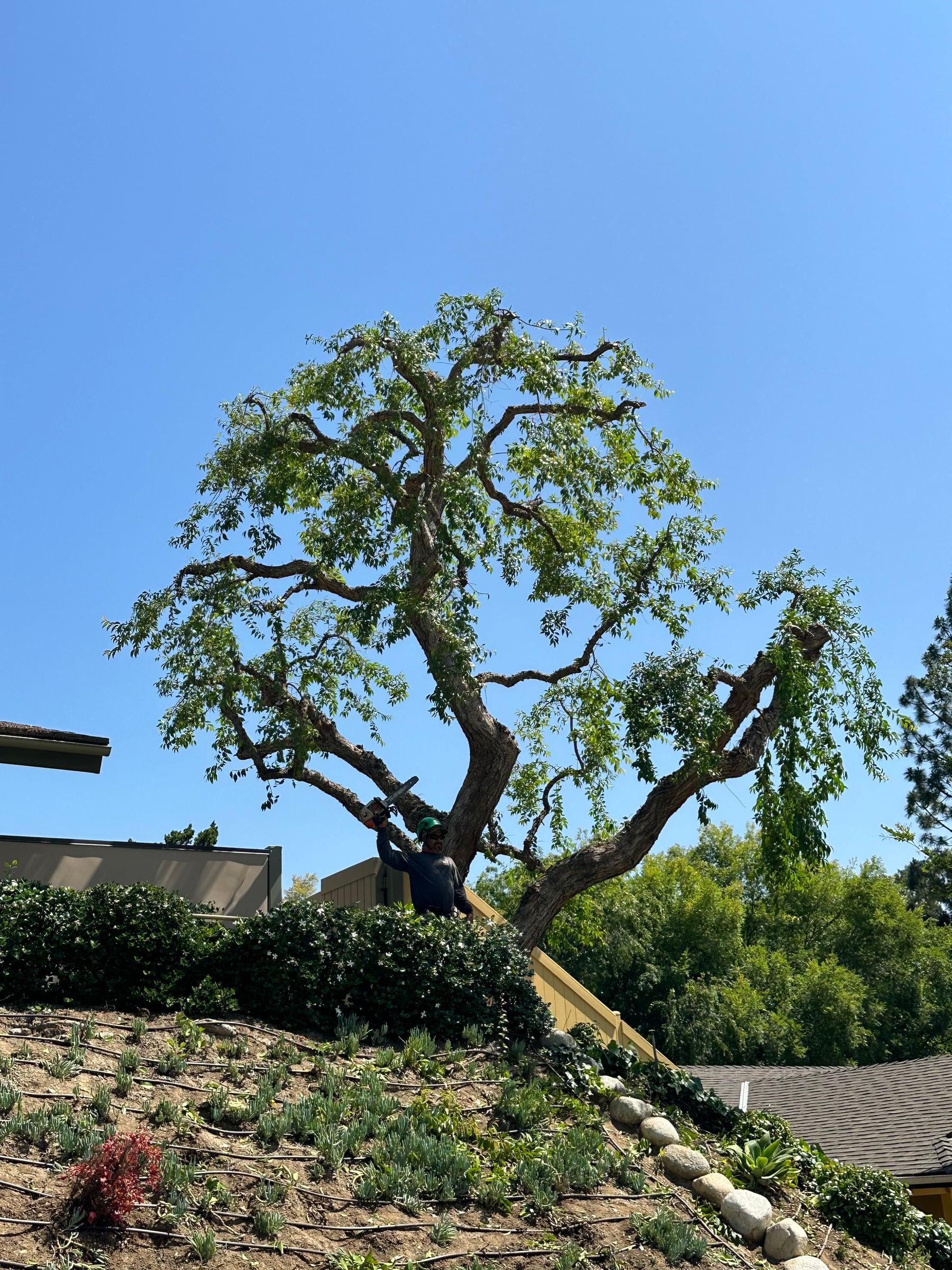 Tree Services service by SoCal Landscape & Trees