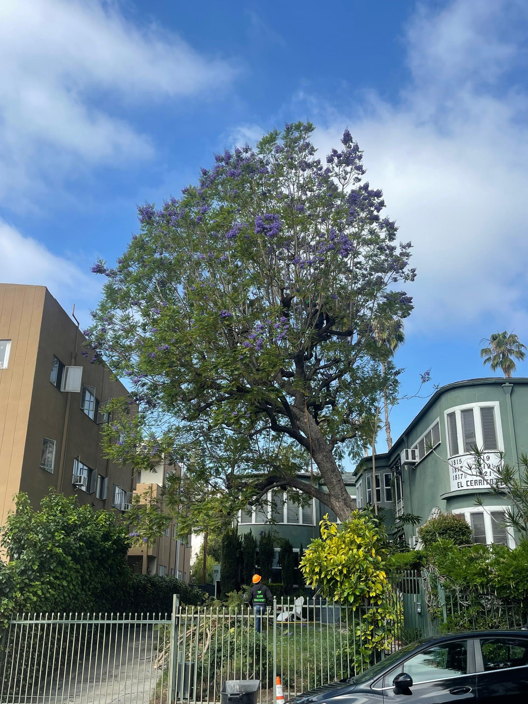 Crew climbing and pruning a large flowering jacaranda tree