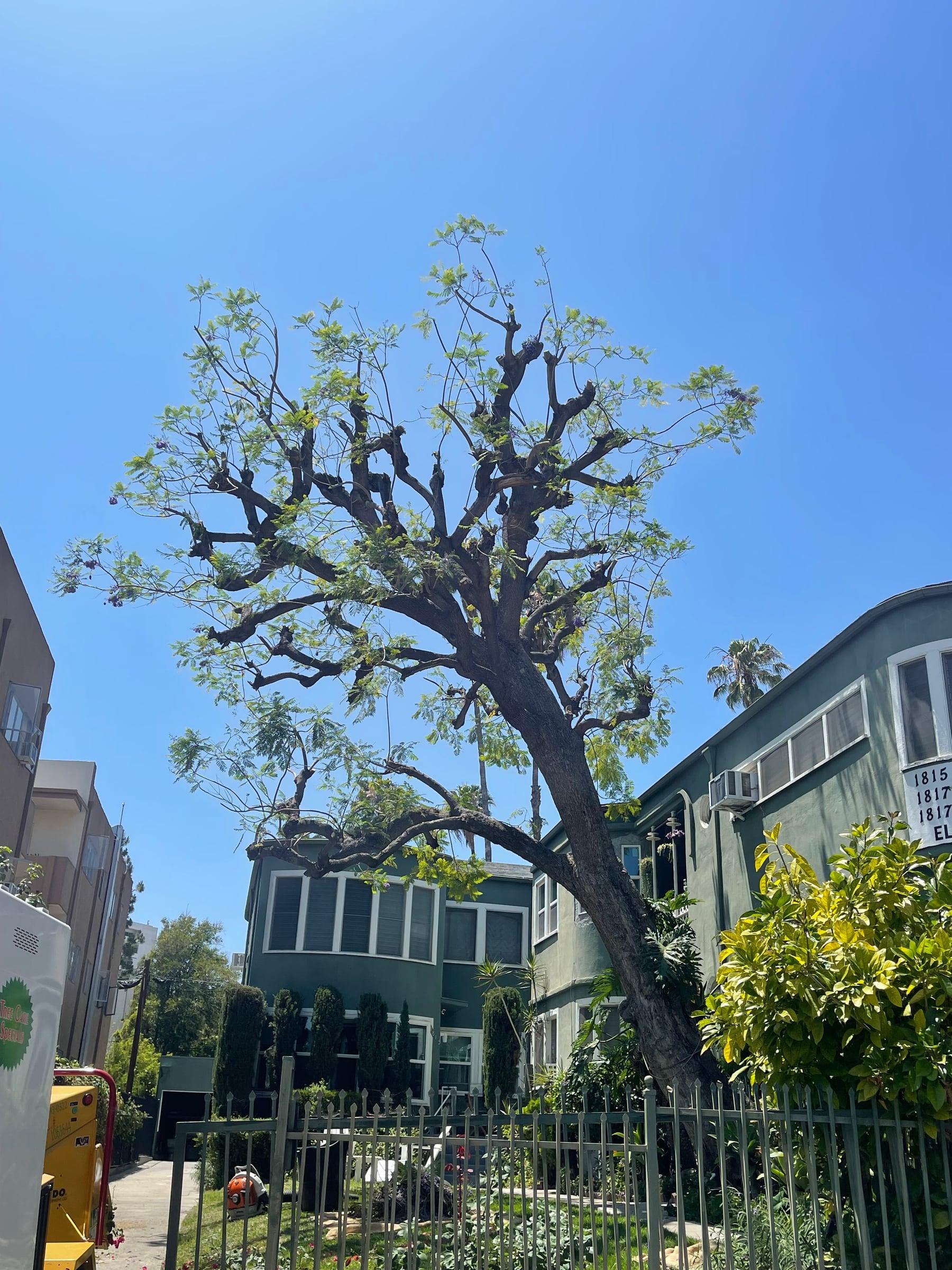Jacaranda tree after a heavy canopy reduction
