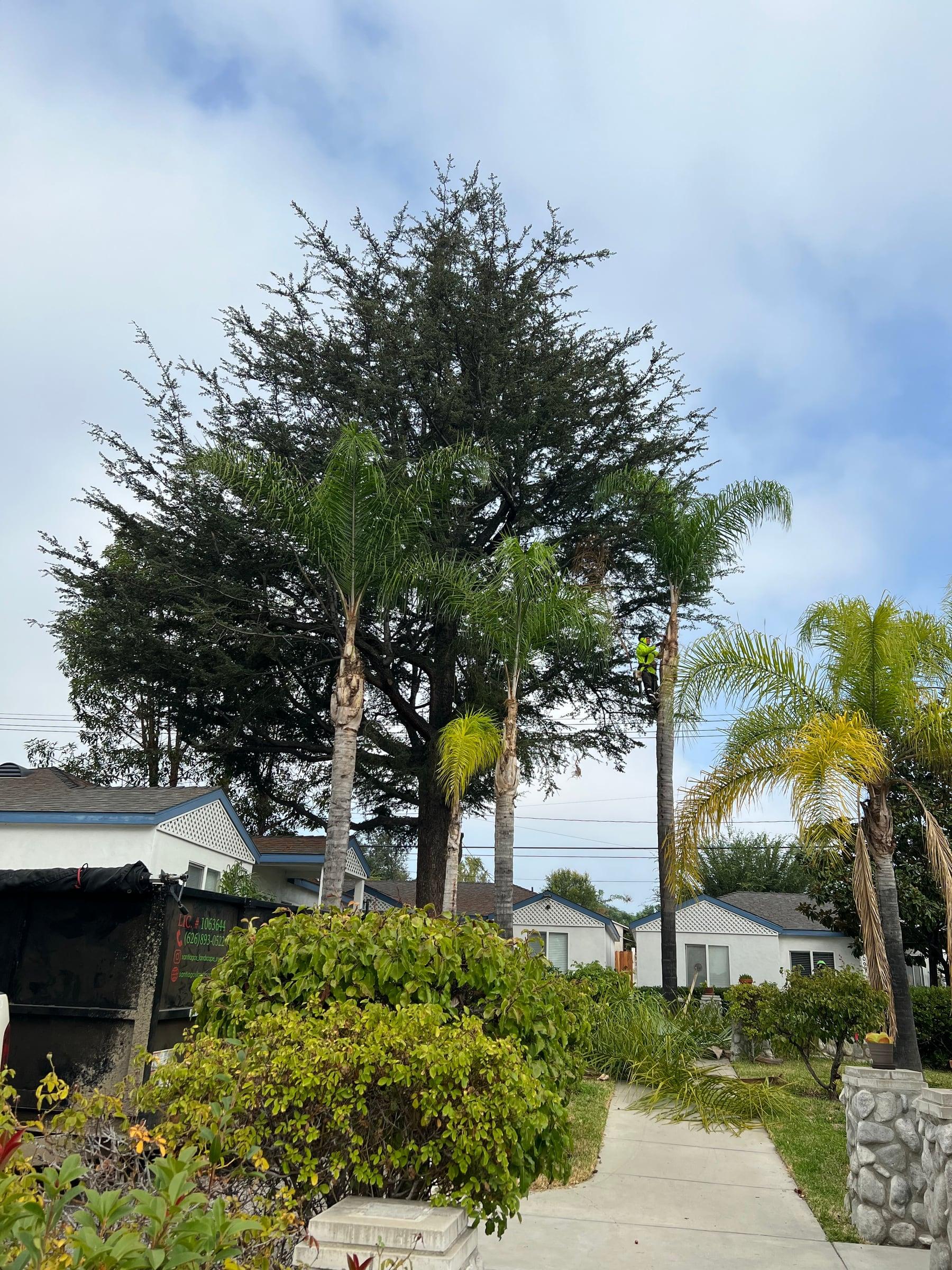 Crew trimming tall queen palm trees beside a cedar