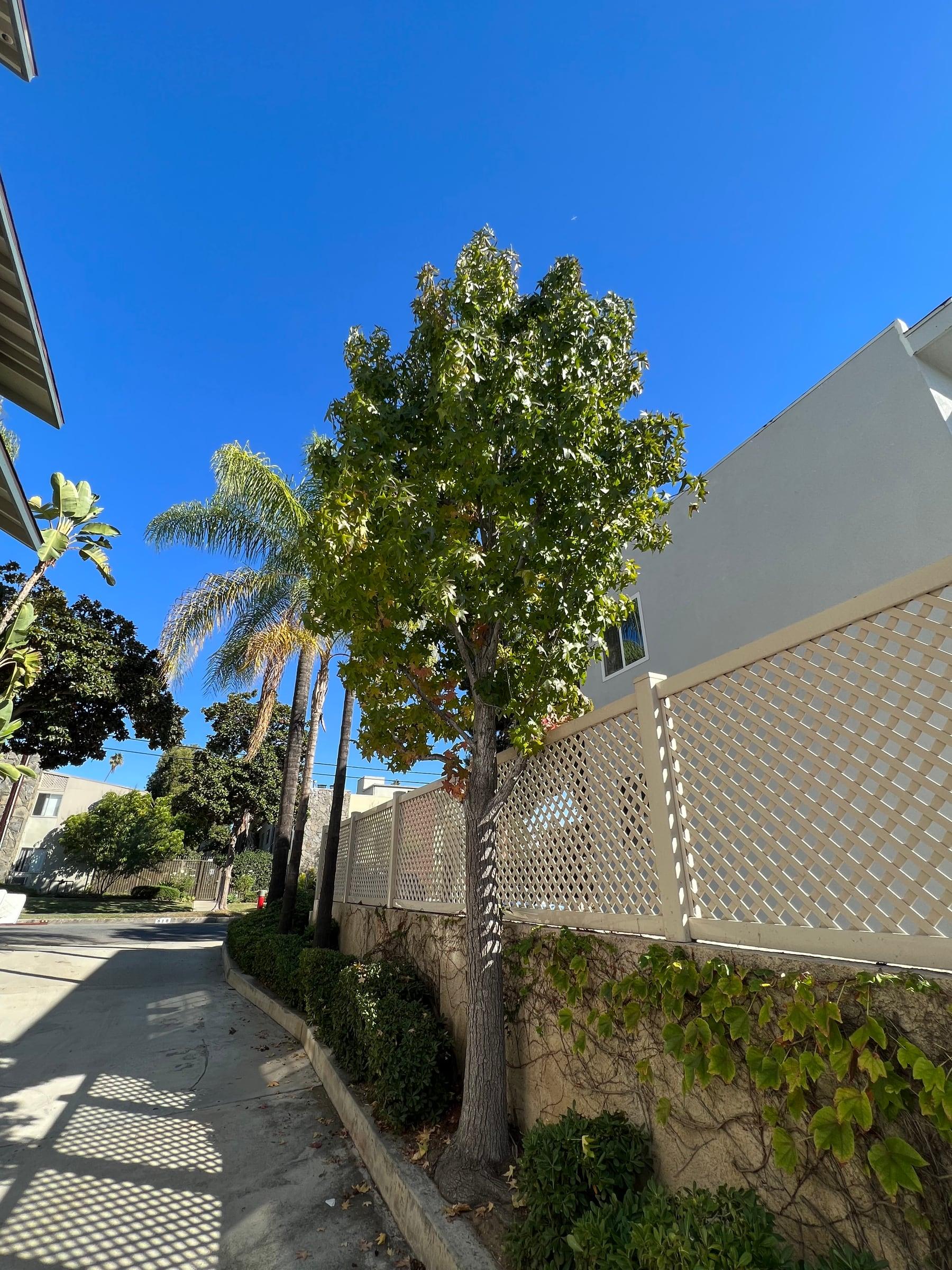 Neatly pruned street tree with a raised canopy along a sidewalk