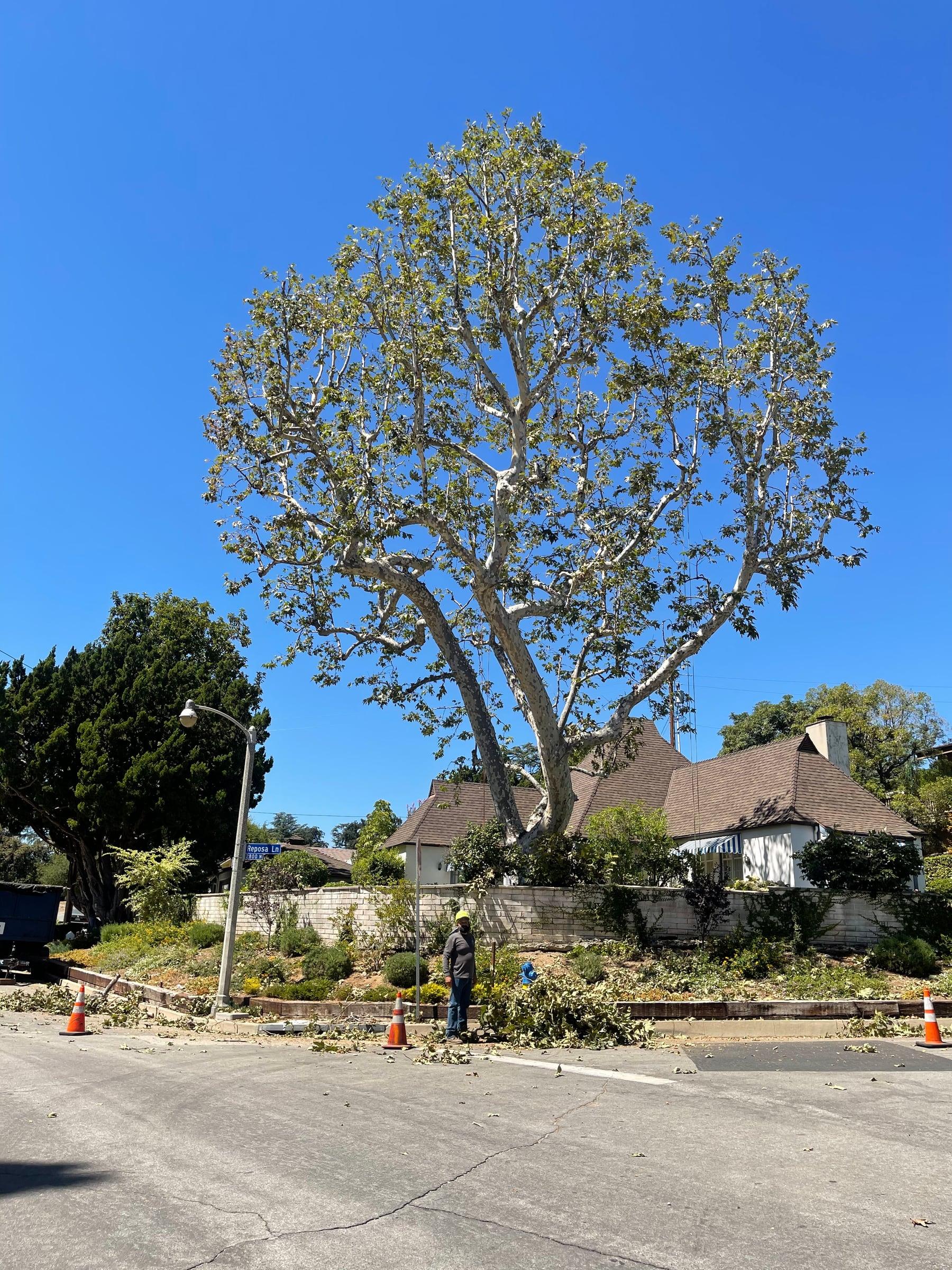 Large sycamore street tree with a work zone set up for trimming